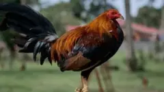कोंबडा