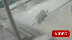 காணொளி: வளர்ப்பு பிராணியை வேட்டையாடிய சிறுத்தை