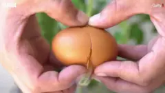 अंडा