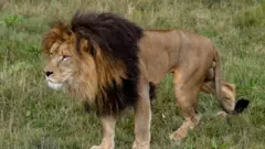 Lion inside zoo