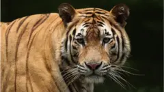 સફારી પાર્કના સ્વરૂપે ત્યાં વાઘોને લાવવાની વિચારણા હાથ ધરવામાં આવી