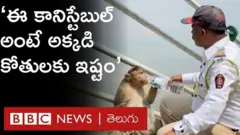 కోతులు