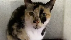 Kucing