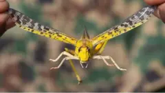 ብኢድ ዝተትሓዘ ኣንበጣ