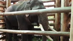 బోనులో ఉన్న రివాల్డో