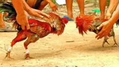 పందెం కోళ్లు