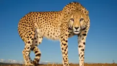 Cheetah at Zimanga Zululand