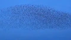 صور مدهشة لأسراب طيور الزرزور في السماء