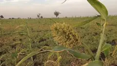 ज्वार बाजरा