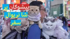 "سفنجي کېک"، "ډوناټ" او "موکا" هغه ماجراجویه پیشوګانې دي چې پر نړیوالو مسافرو بدلې شوې دي. د نیویارک ډان نګویان د خپل نړیوال سفر وېډیوګانې ثبت کړې او پر ټیک ټاک یې خپرې کړې دي.
