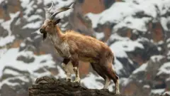 مارخور