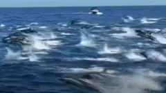 هكذا يبدو تدافع الدلافين المبهر