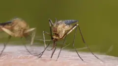 পৃথিবীতে মশা কেন প্রয়োজন?