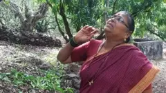 कोकणातल्या हापूस आंब्याला चक्रीवादळाचा तडाखा