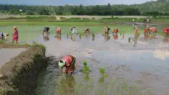 धानखेत