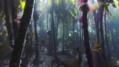கடலுக்கு அடியில் இருக்கும் அற்புதக் காடுகள்
