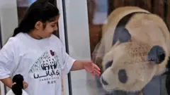 دوه لوی پانډاګان د چین له سیچوان ایالت نه تر ۲۴ ساعته سفر وروسته د قطر الخور پارک کې خپل نوي کور ته ورسېدل.‌
