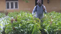 OMS quer que outros países, como Índia e a Nigéria, sigam o exemplo do Sri Lanka, que proibiu os pesticidas mais perigosos e registrou uma queda de 70% no número de suicídios.