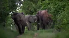 कीनिया हाथी