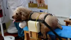 北京的一家寵物診所