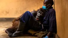 Orphaned mountain gorilla, Ndakasi, lies in the arms of her caregiver, Andre Bauma, shortly before her death in a gorilla orphanage at Virunga in the Democratic Republic of Congo