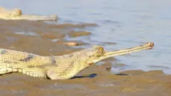 ఘరియల్ మొసళ్లు