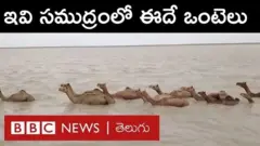 సముద్రంలో ఈదే ఒంటెలు