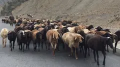 Қўйлар суруви