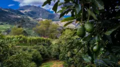 95% dos abacates consumidos hoje são da variedade Hass, e 'descendem' de uma só árvore plantada nos anos 1920 na Califórnia.