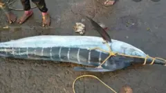 చేప