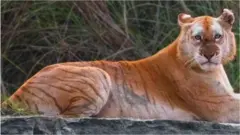 સોનેરી વાઘણ