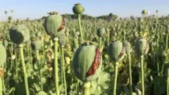 د کوکنارو کښت له ۱۹۹۴ کال راوروسته تر ټولو ډېر کم شوی.