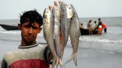 গত কয়েকদিন ধরে ইলিশ ধরা বেড়েছে