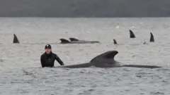 Ballenas