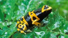 ज़हरीला मेंढक