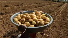 બટાકા