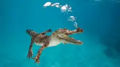 تمساح صغير تحت الماء