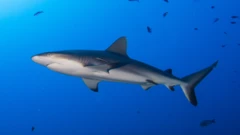 shark