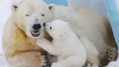 polar bear.