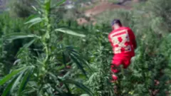 الحشيش في المغرب