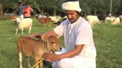 punganuru cow