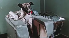 Entrenamiento de Laika.