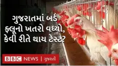 ગુજરાતમાં બર્ડ ફ્લૂ : શું છે લક્ષણો શું છે અને કેવી રીતે કરાવશો સારવાર?