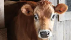 Корова джерсейской породы.