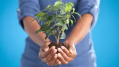 plante