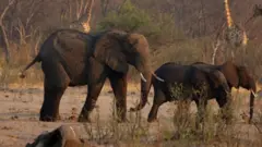 ሓራምዝ