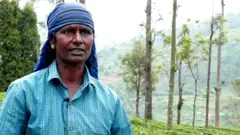 தேயிலை தோட்டத்தில் ஒரு பாட்டுக் குயில்