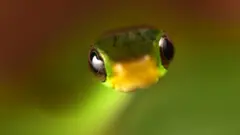 Serpiente