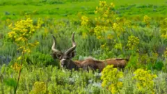 Gadamsa baddaa Paarkii Biyyaalessaa Baalee keessatti argamu 
