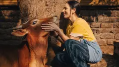 ગાય બીબીસી ગુજરાતી